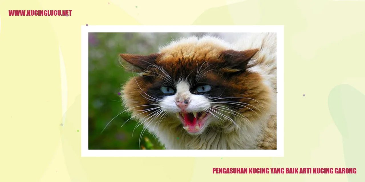 gambar kucing