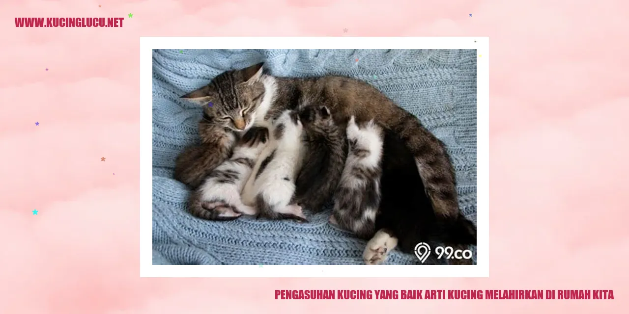 Kucing melahirkan di rumah kita