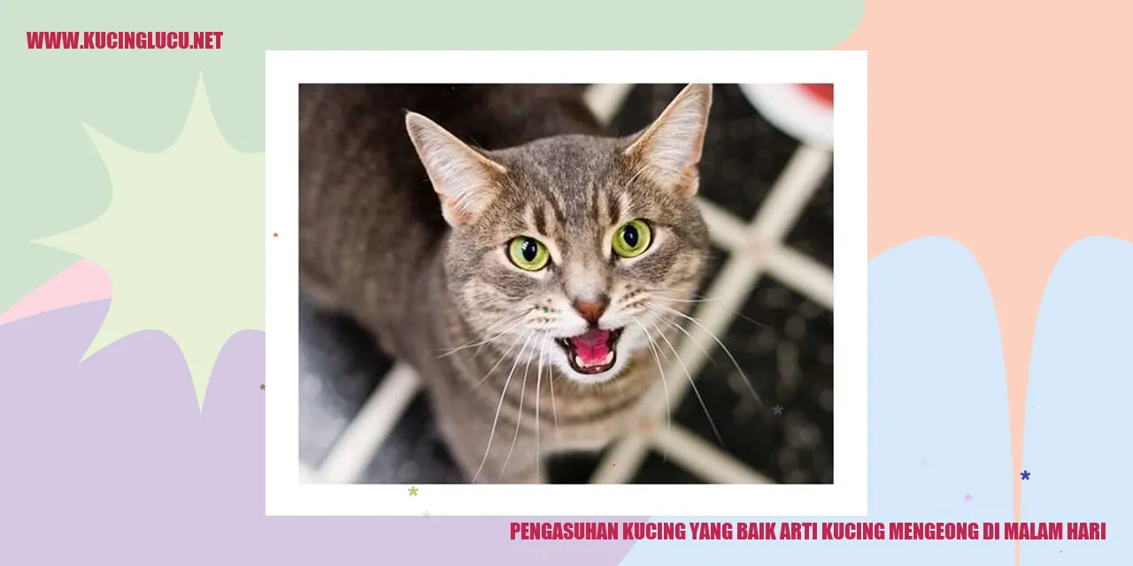 Kucing Mengeong di Malam Hari