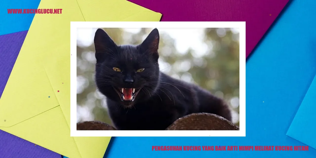 Gambar Kucing Hitam