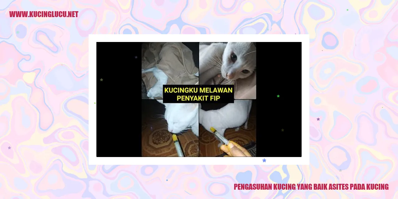 Pengasuhan Kucing yang Baik asites pada kucing