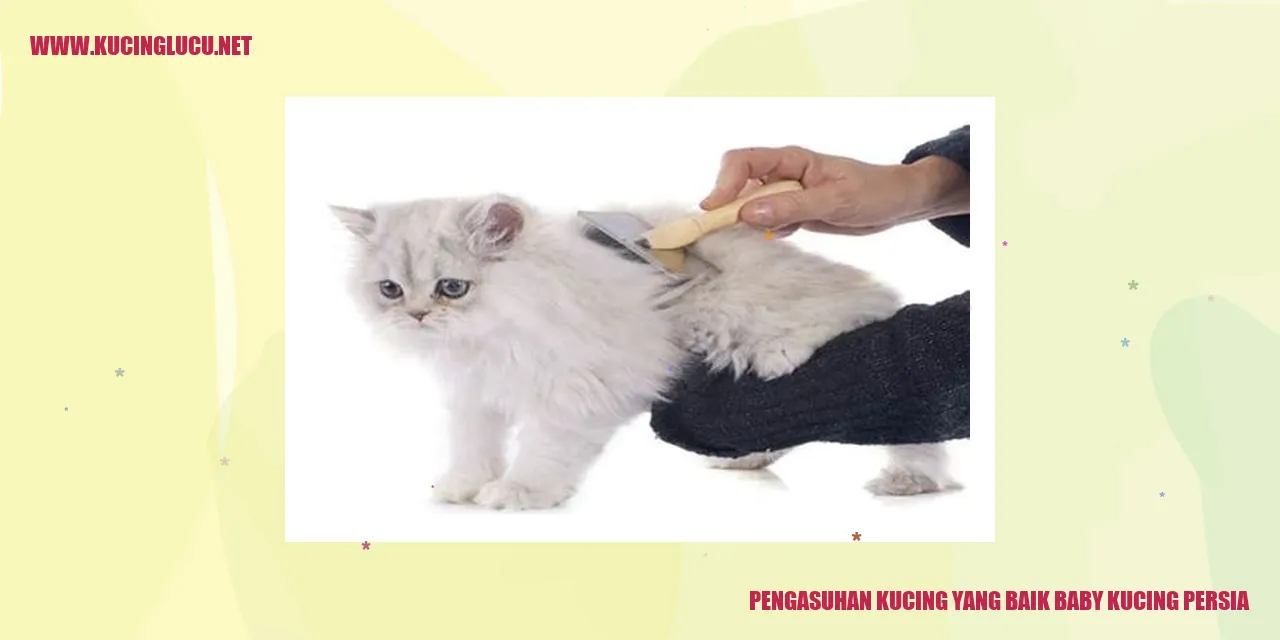 Gambar Baby Kucing Persia