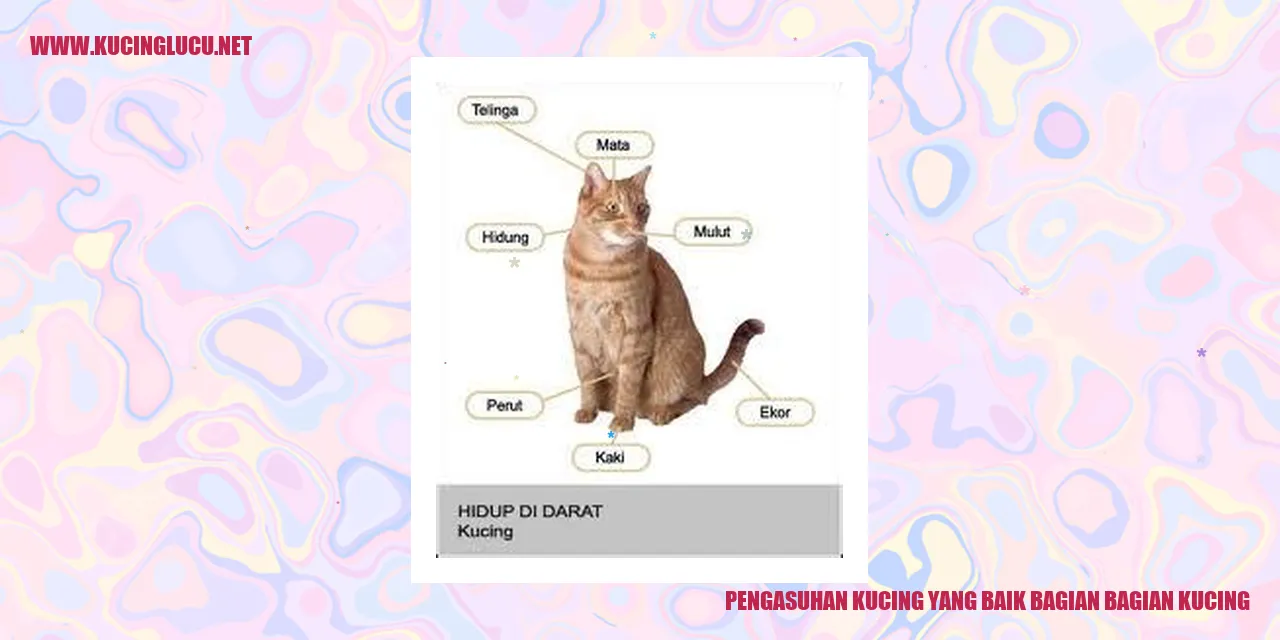 Gambar Pengasuhan Kucing yang Baik