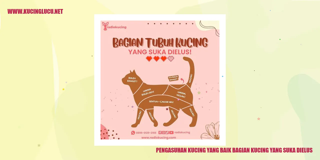 Foto Kucing