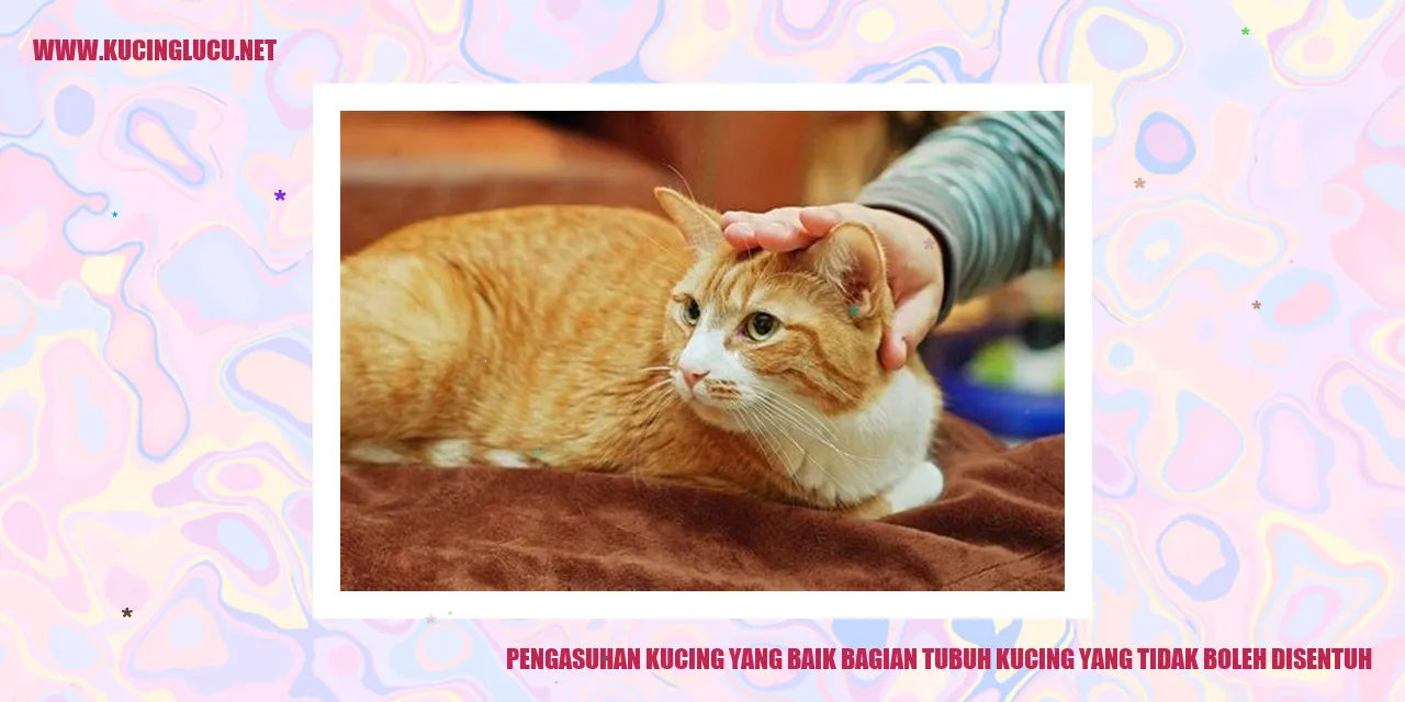 Gambar Kucing