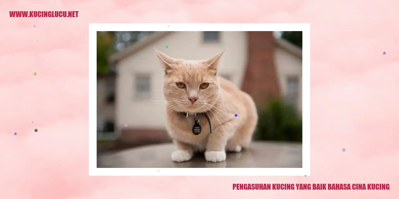 Pengasuhan Kucing yang Baik