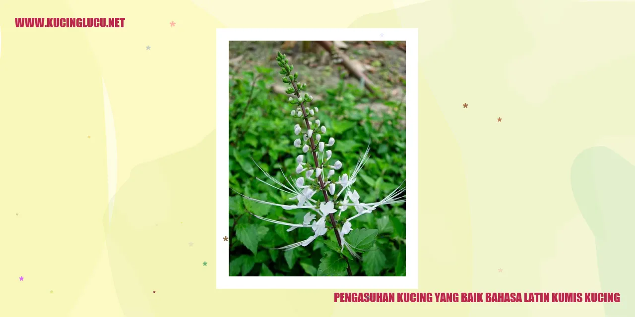 Kucing imut yang sedang bermain