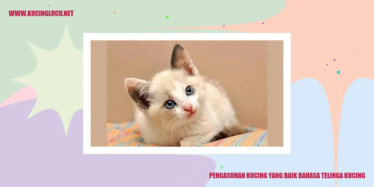 Gambar Kucing Lucu