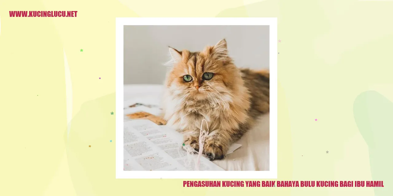 Bulu Kucing