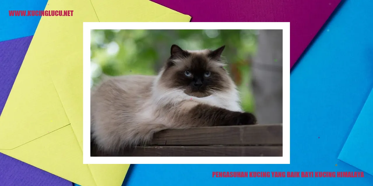 Gambar Bayi Kucing Himalaya