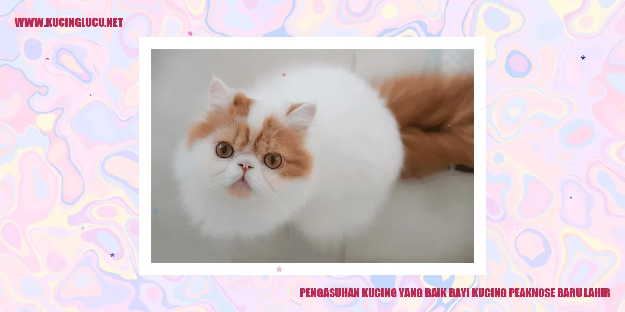 Foto Kucing Bayi Peaknose