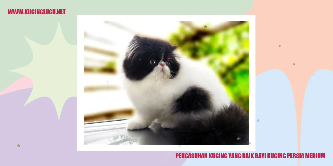 Bayi kucing persia medium