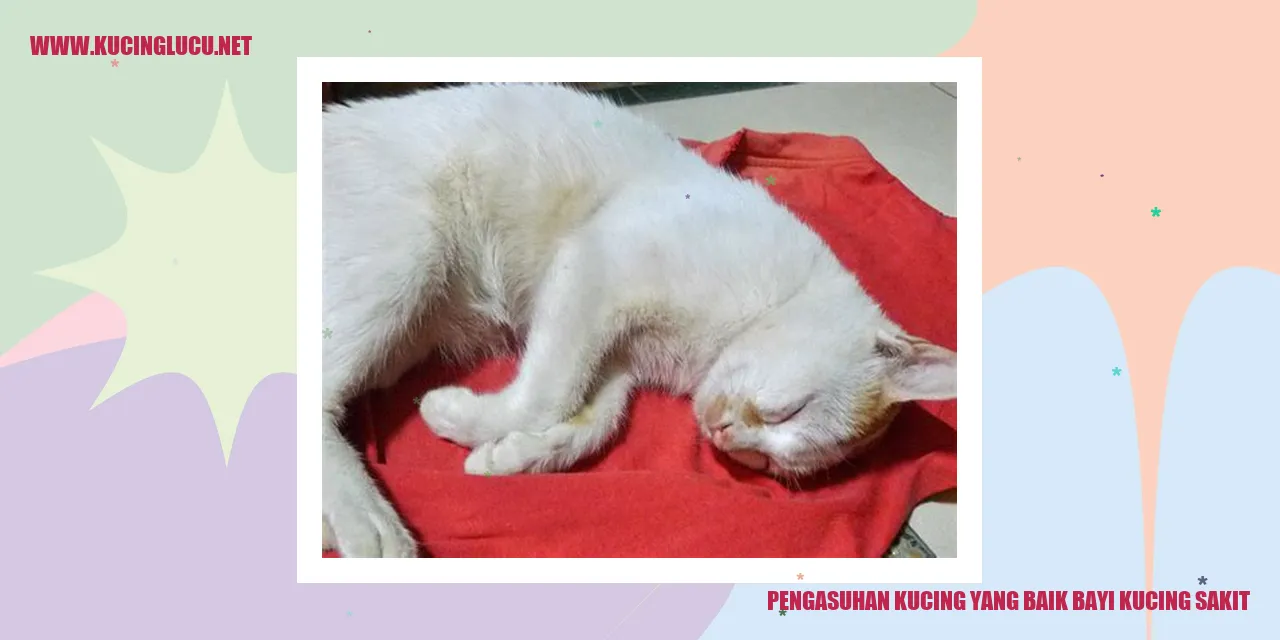 gambar kucing sedang sakit