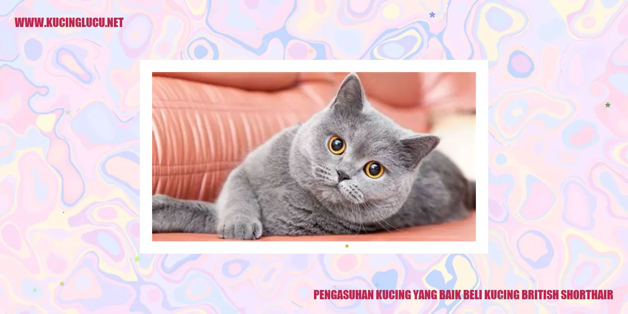 Kucing British Shorthair