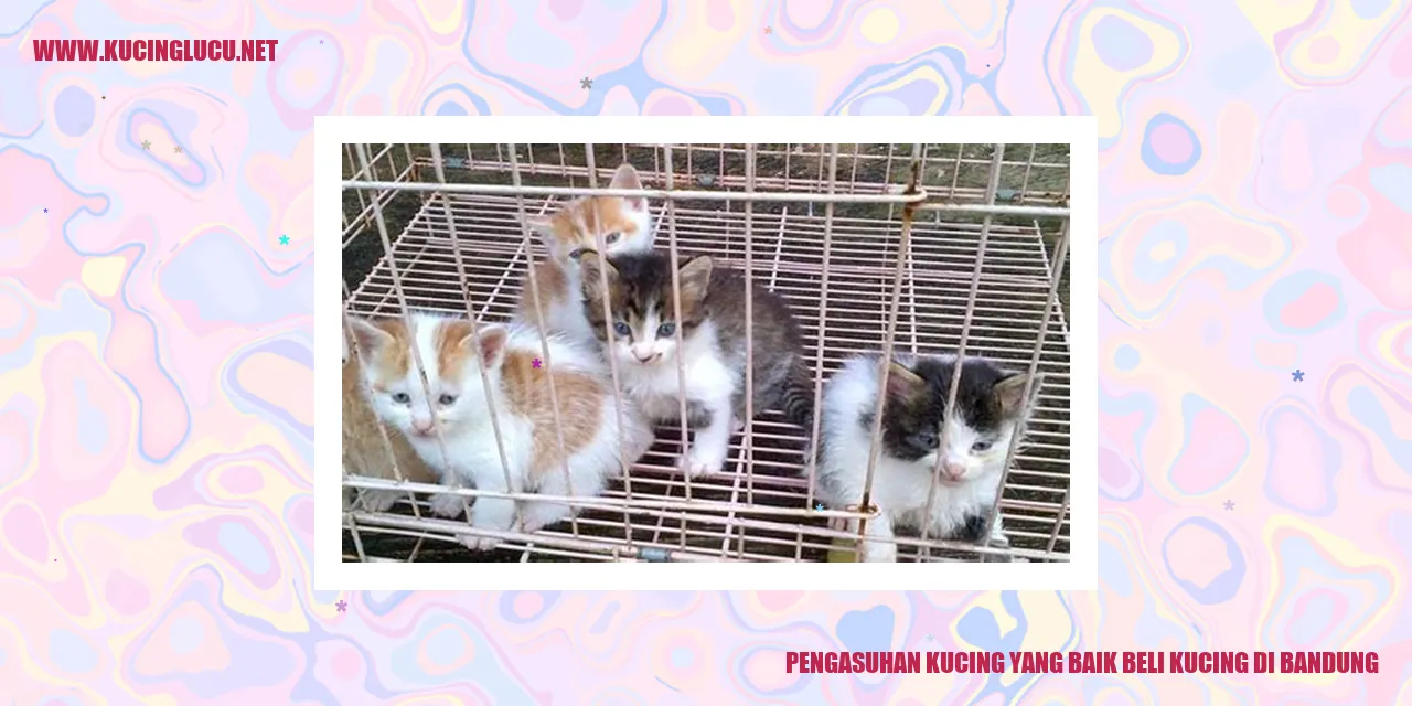 Kucing Lucu