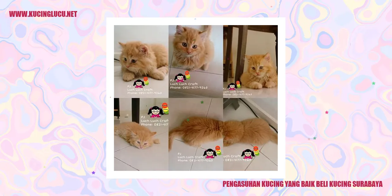 Kucing Lucu