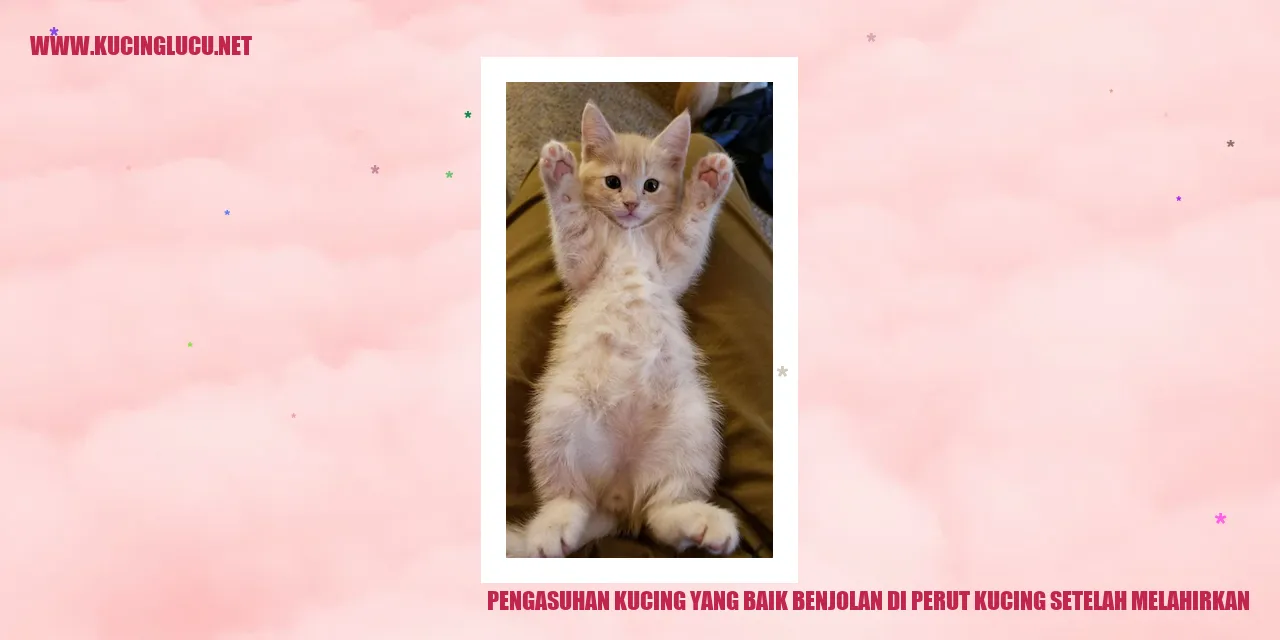 Foto Kucing yang Sedang Melahirkan