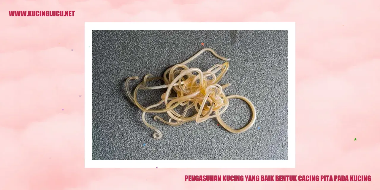 gambar kucing yang sehat