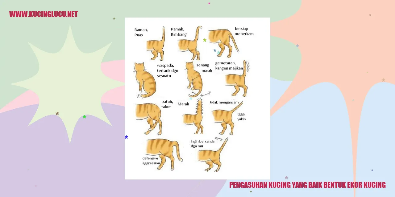 Kucing dengan Bentuk Ekor yang Unik