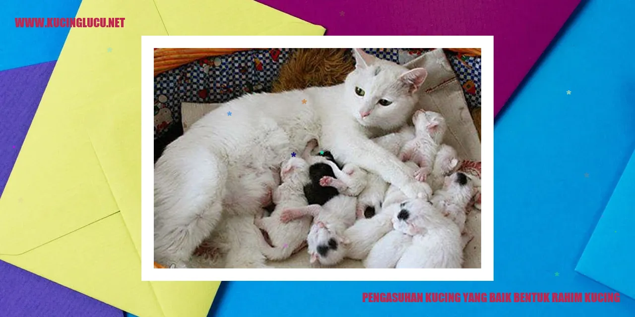 foto kucing