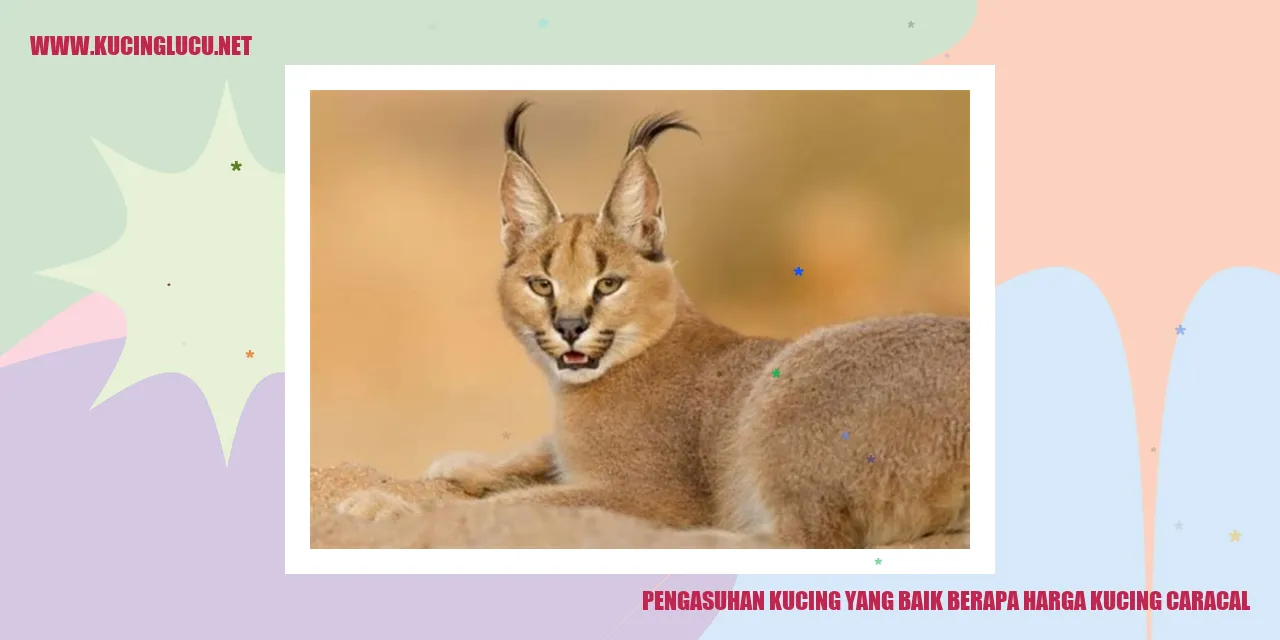Kucing Caracal