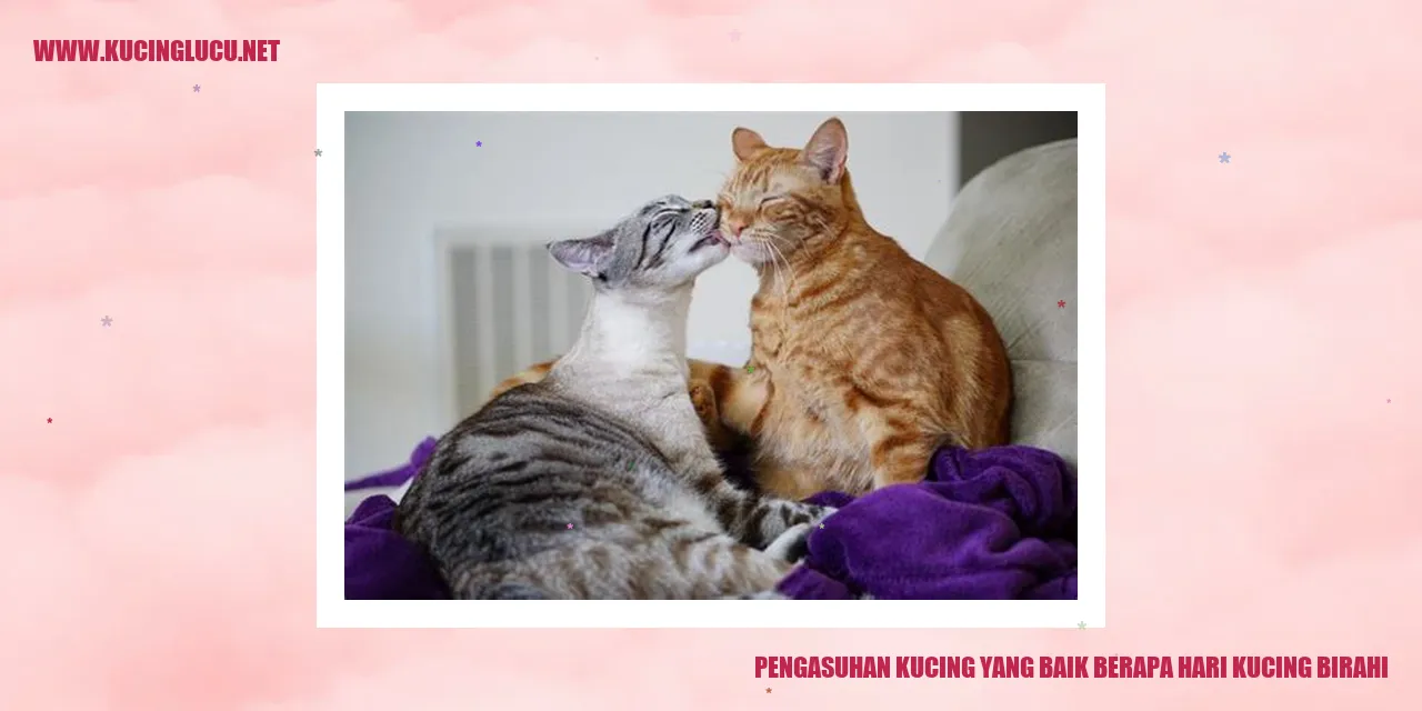 Gambar Kucing