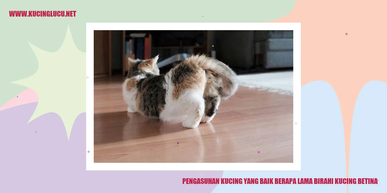 Cara Mengatasi Birahi pada Kucing Betina