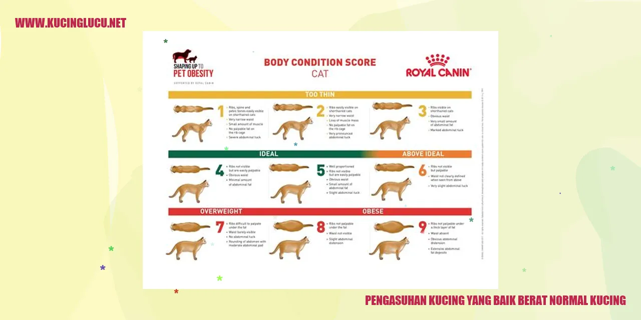 Kucing Sehat