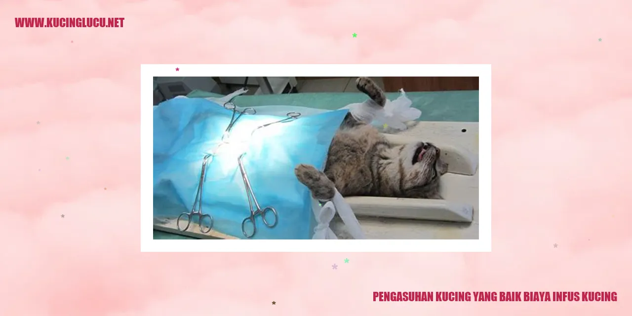 Gambar Kucing Sedang Diinfus