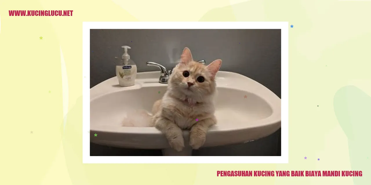 mandi kucing