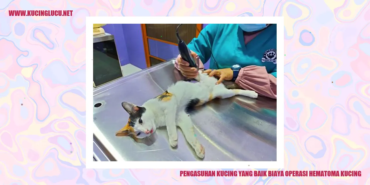 Gambar Kucing