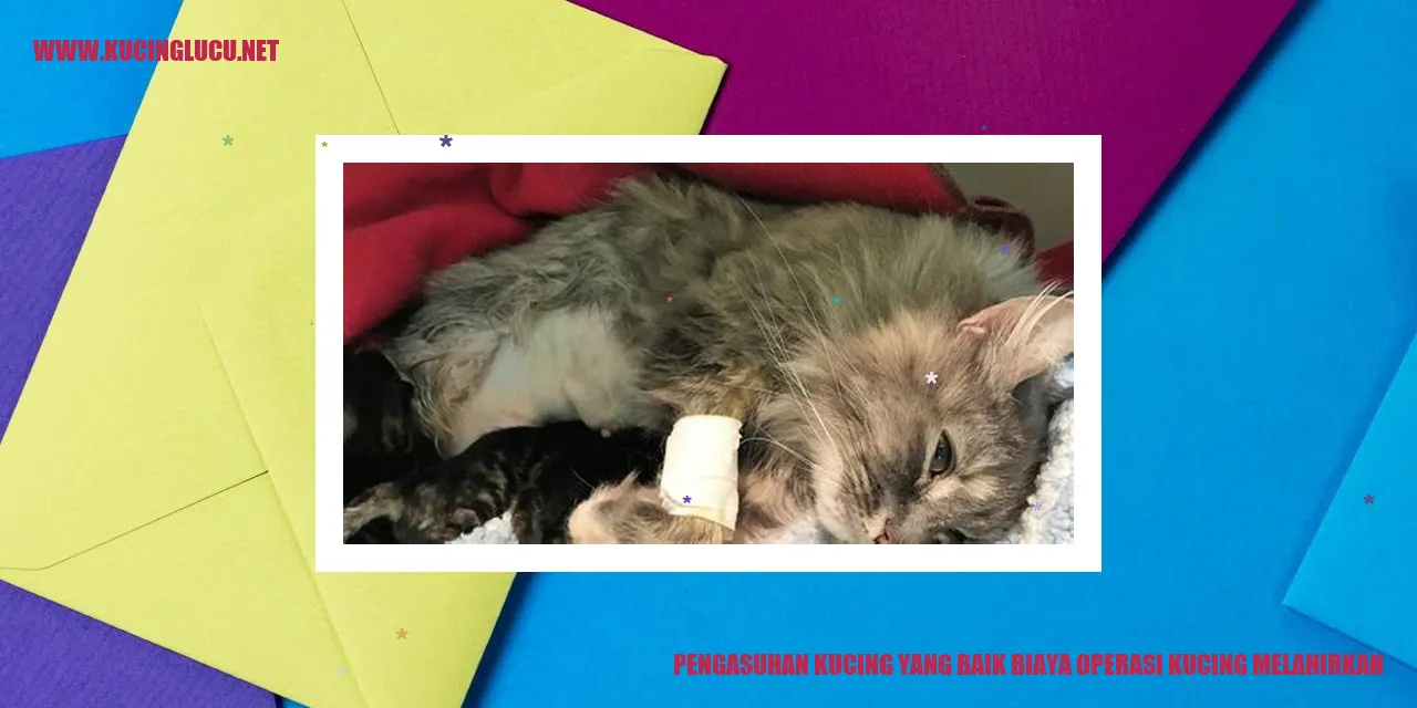 Pengasuhan Kucing yang Baik biaya operasi kucing melahirkan