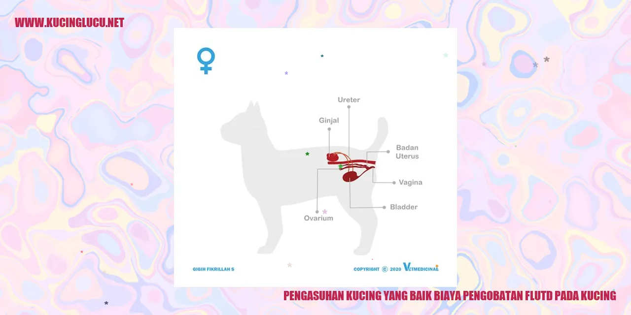 Gambar kucing yang sehat