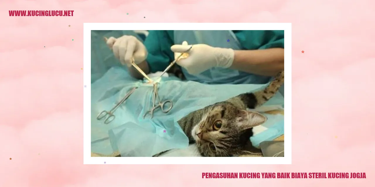 Pentingnya Asuhan yang Baik dan Biaya Sterilisasi Kucing di Jogja
