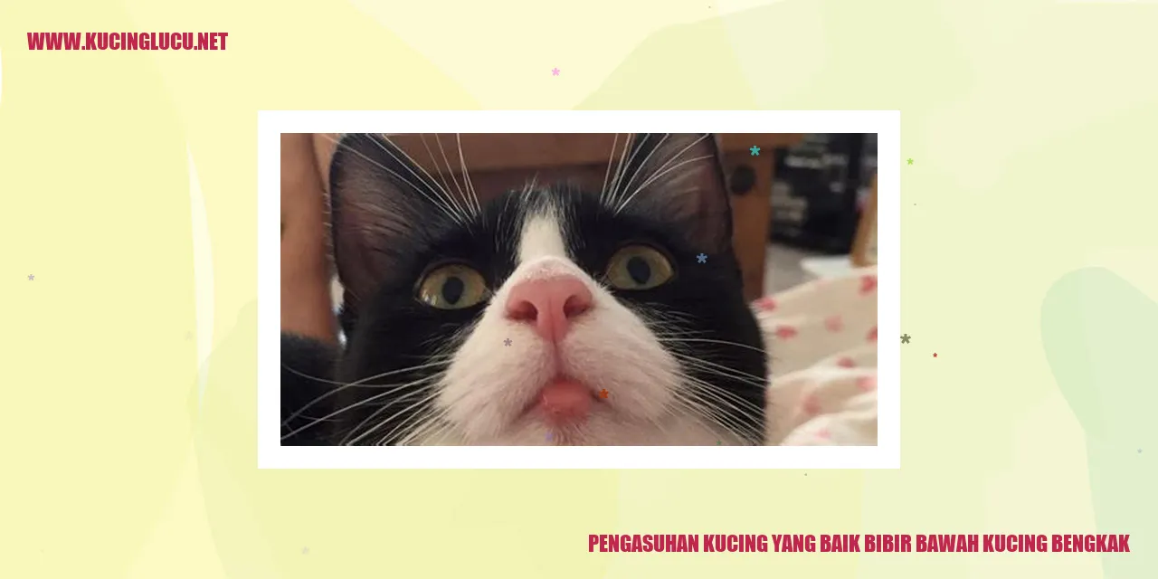 Kucing Lucu