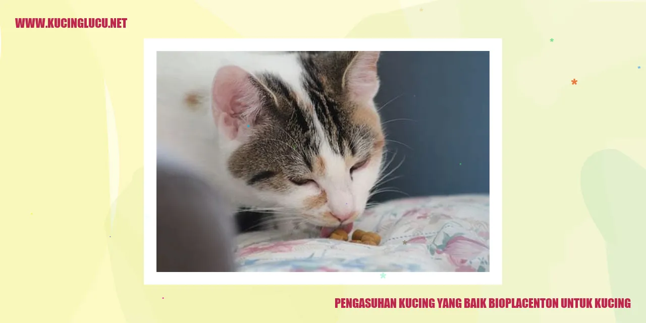 Pengasuhan Kucing yang Baik