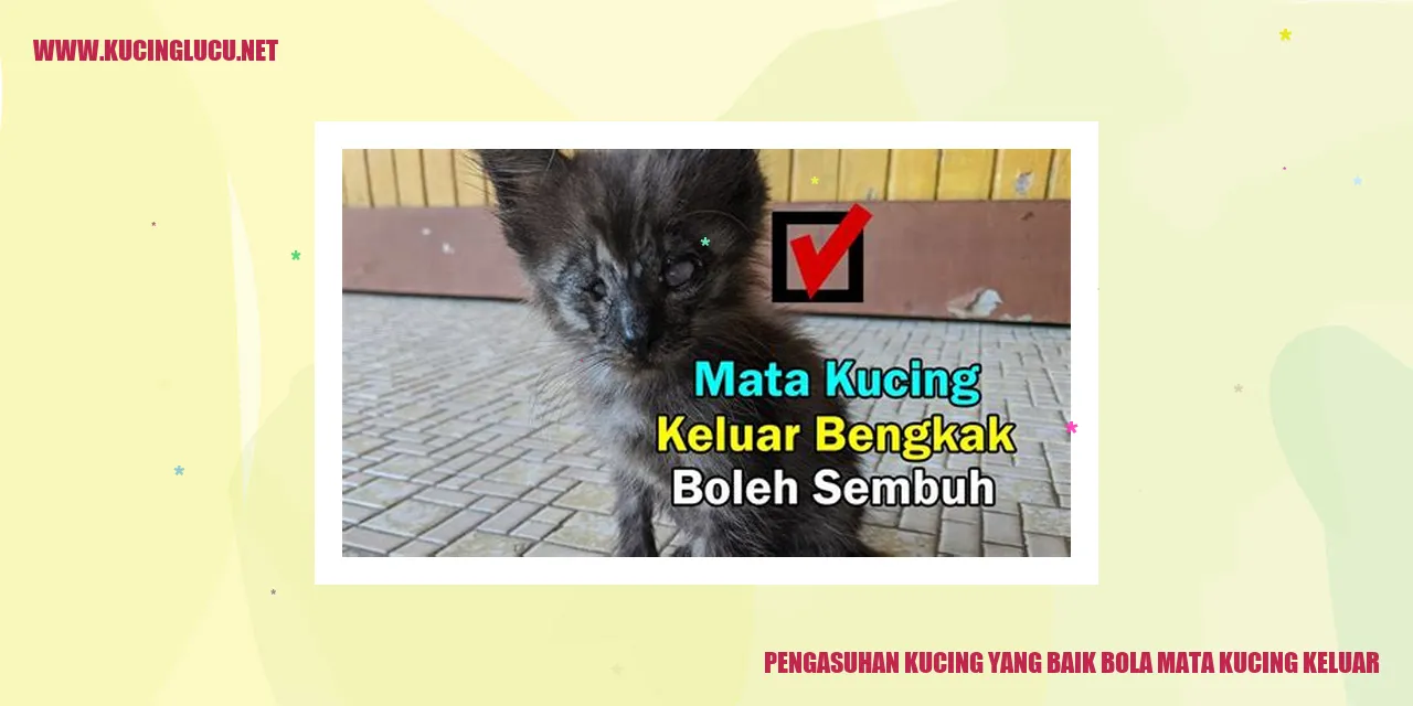 Gambar Kucing