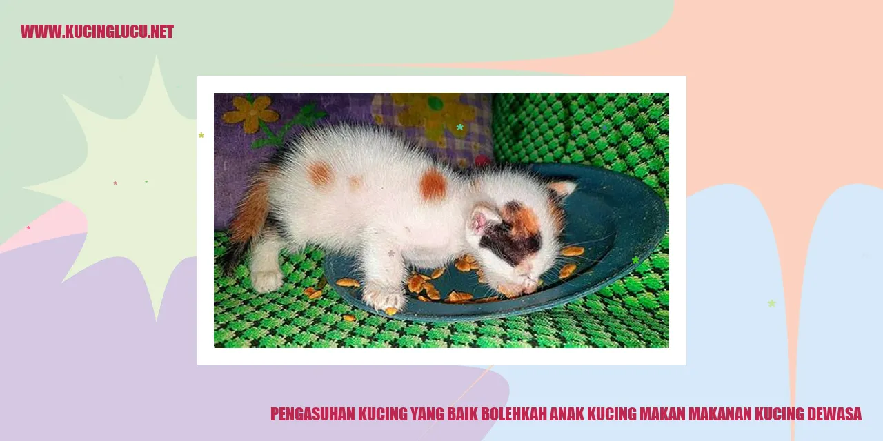 Kucing makan makanan kucing dewasa