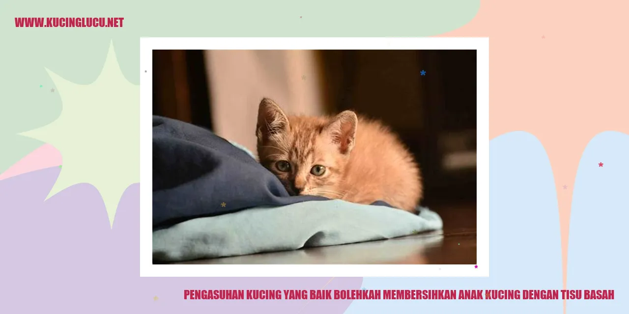 Anak kucing yang sedang dibersihkan dengan tisu basah