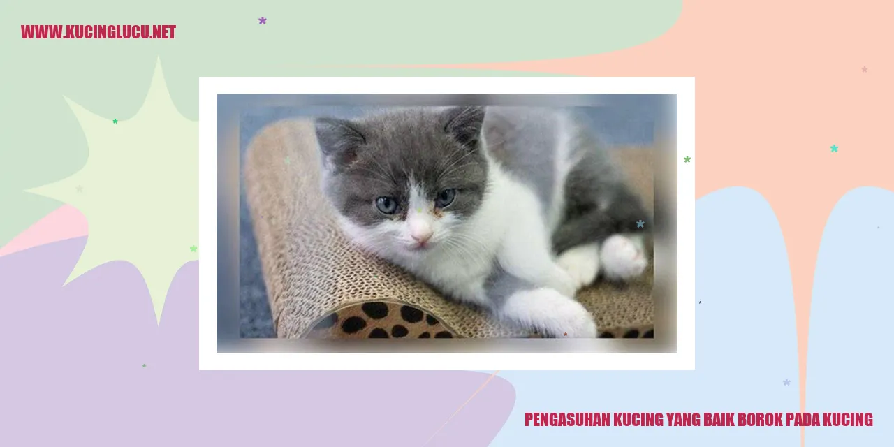 Pengasuhan Kucing yang Baik Borok pada Kucing