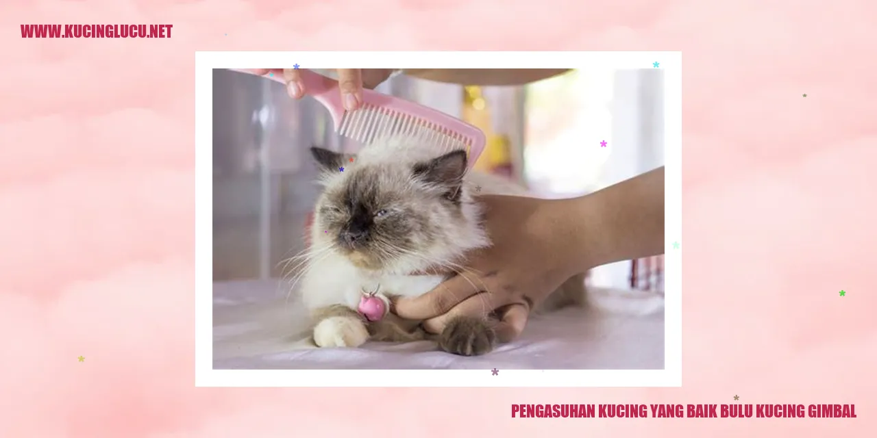 kucing gimbal