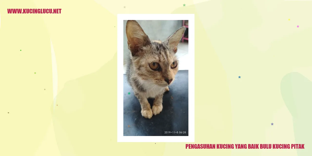 Gambar Kucing Pitak