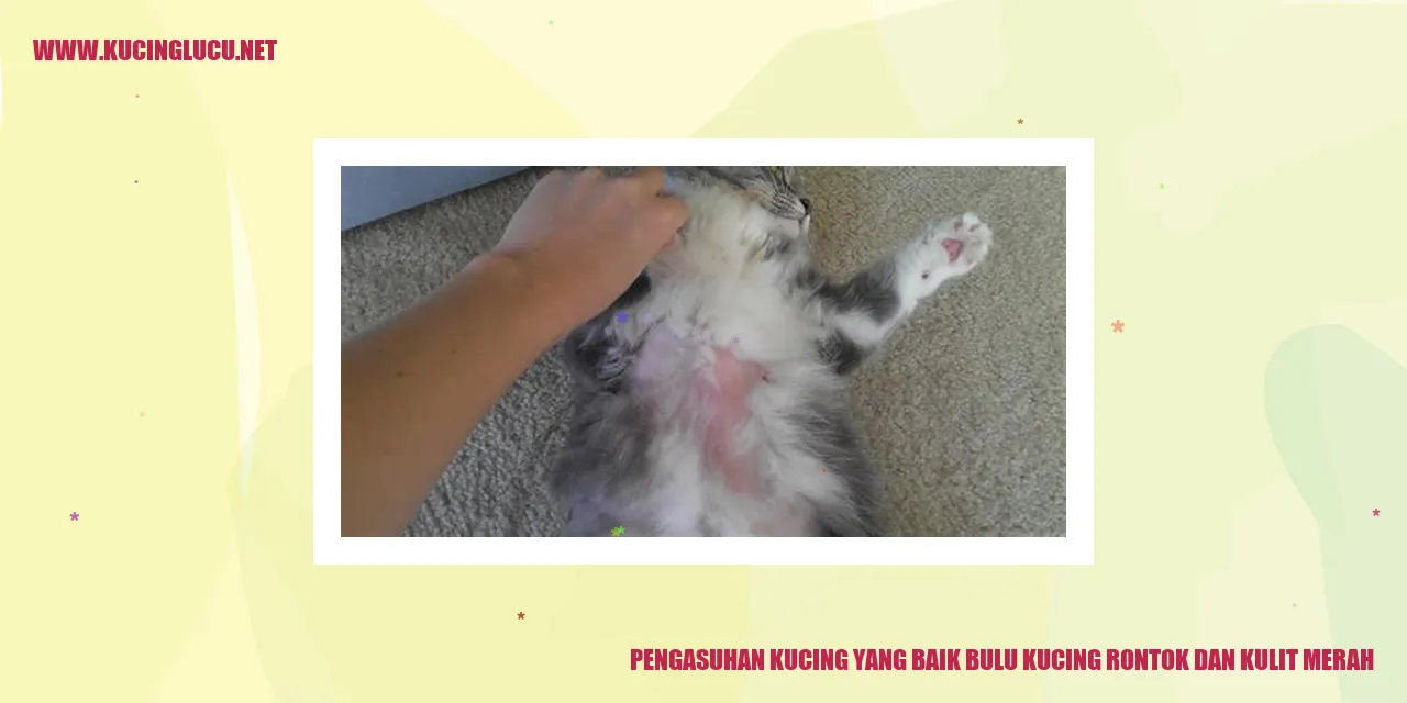 kucing dengan bulu rontok dan kulit merah