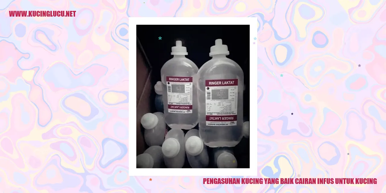 Pengasuhan Kucing yang Baik