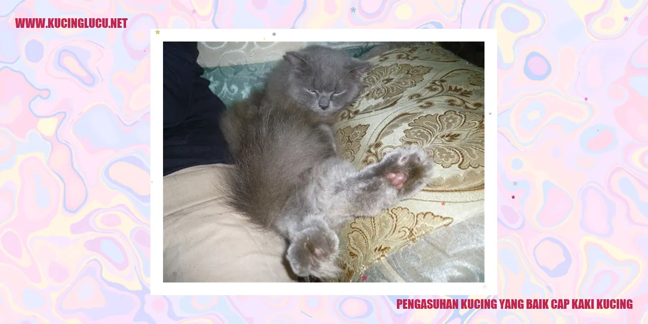 Kesehatan Kaki Kucing