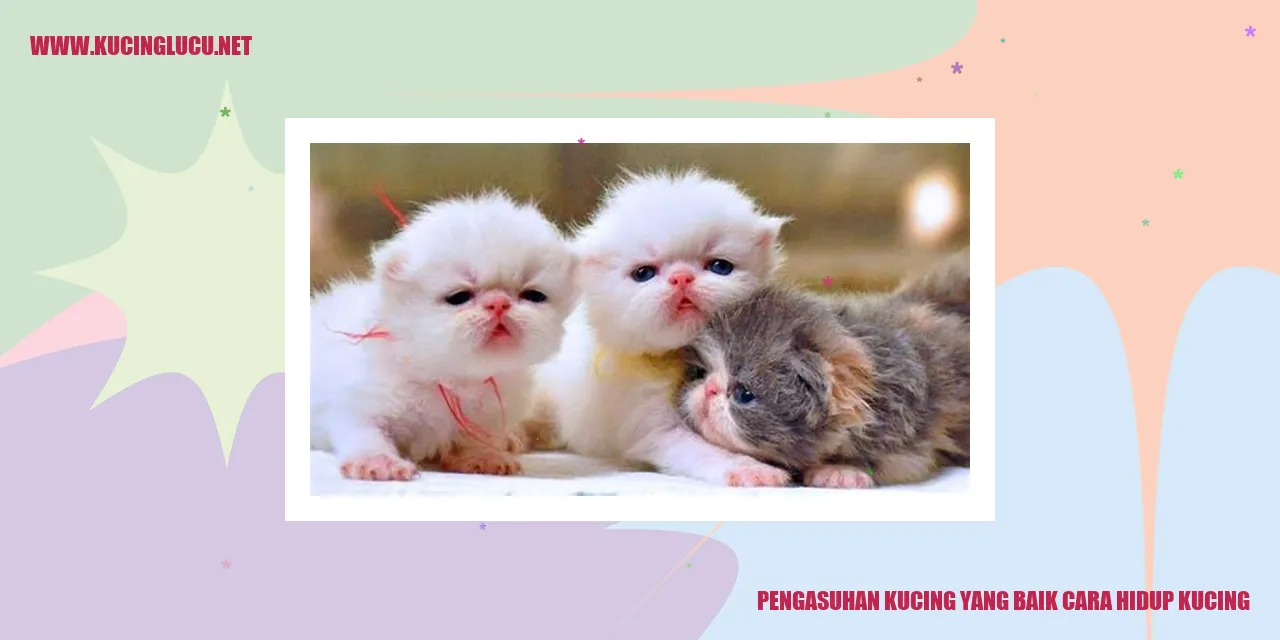 Jaga Kucing Bahagia