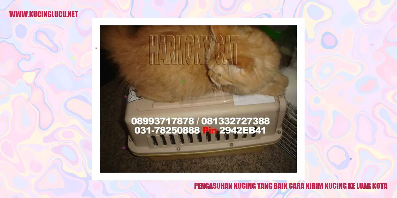 Pengasuhan Kucing yang Baik