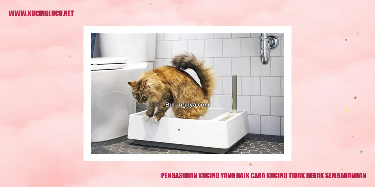 gambar kucing menggunakan kotak pasir