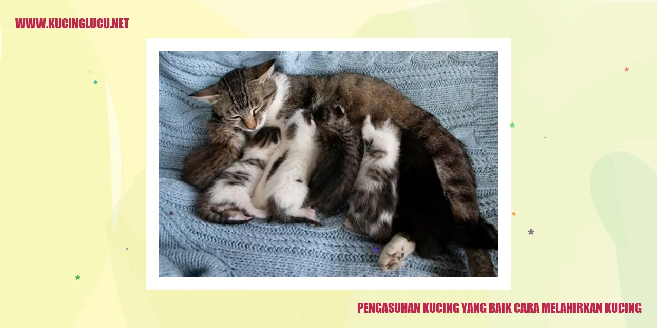 Kucing Melahirkan