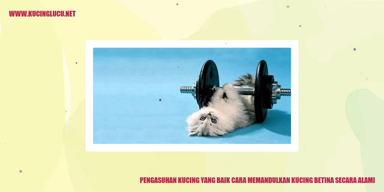 Kucing Betina